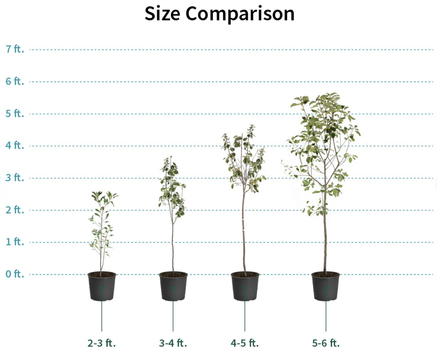 Honeycrisp Apple Trees(4-5 feet) ornamental plant in garden