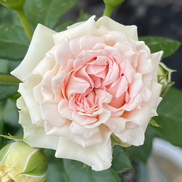 Sofine Rose transitioning from bud to open cluster bloom