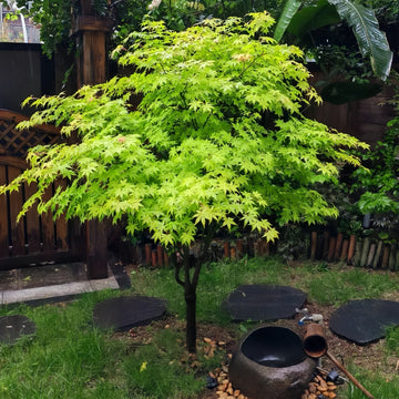Summer Gold Japanese Maple – Heat-Tolerant Golden Foliage Tree