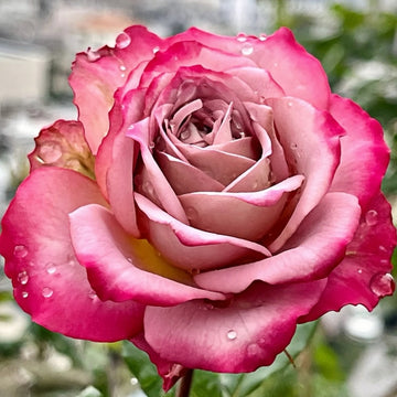 Thé nature Rose