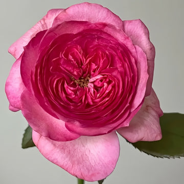 Thierry Marx Rose