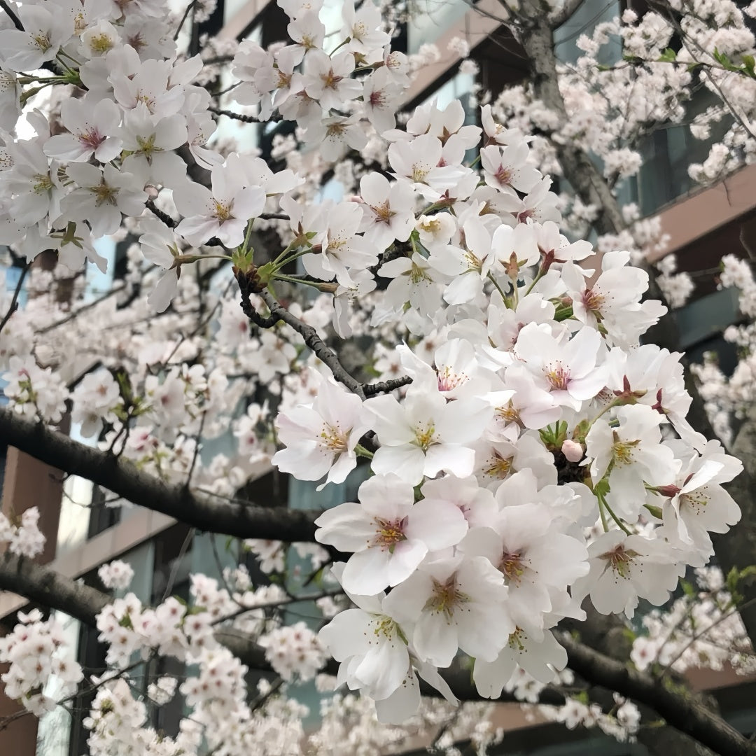 Tokyo Cherry Blossom Tree(4~5Feet) ornamental plant in garden