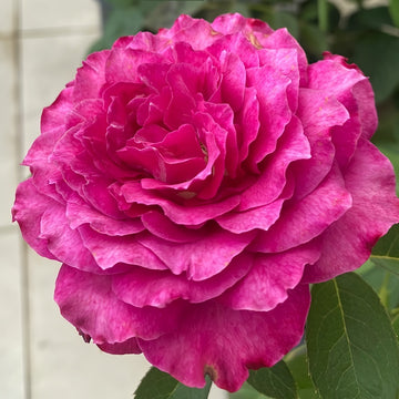 Vaguette hybrid tea rose with blue purple petals and orange blossom fragrance