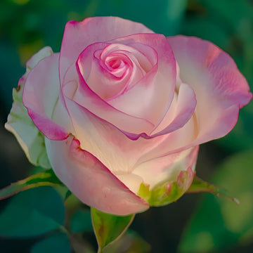 Very Cute Rose Plant