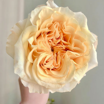 Wedding X-pression Rose