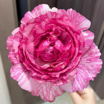 Yves Splash Rose