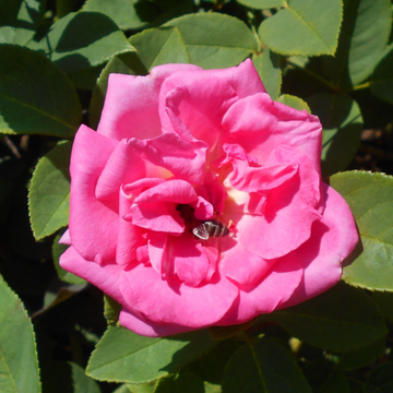 Zephirine Drouhin Rose