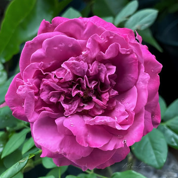 Ziyang Purple Rose