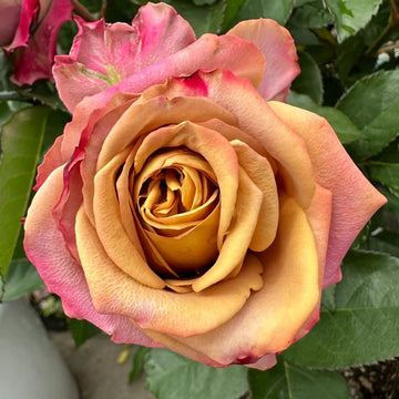 Pimms Rose