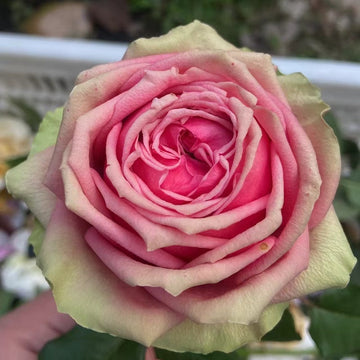 Pitahaya Rose