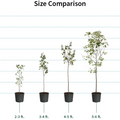 Honey Peach Tree(4~5Feet) ornamental plant in garden