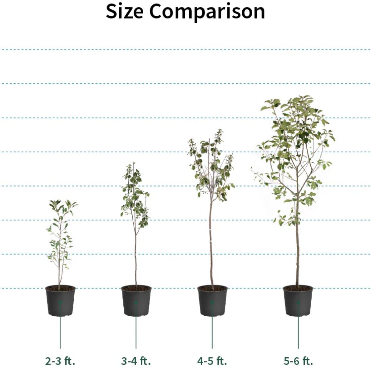 Honey Peach Tree(4~5Feet) ornamental plant in garden