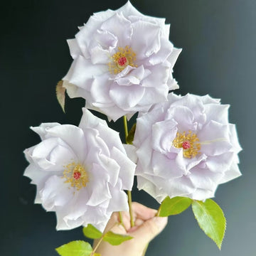 Star Prince Rose