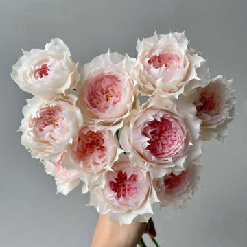 Monique Darve Rose