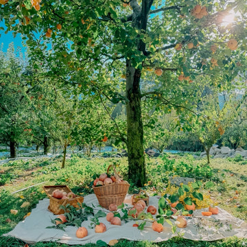 Honeycrisp Apple Trees(4-5 feet)
