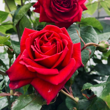 Republique de Montmartre Rose (Rose of the Nation's Angel)