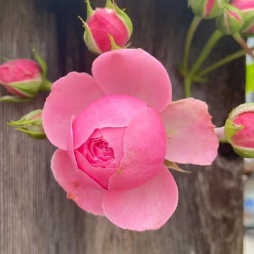 Pomponella Rose