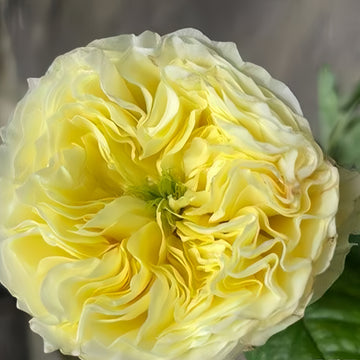 Solsbury Hill Rose