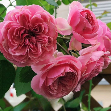 Leonardo da Vinci (Pink Leonardo da Vinci) Rose