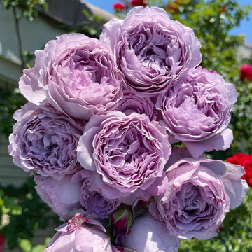 Blue Pompon Rose