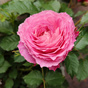 Neptune King Terrazza Rose