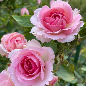 Noble de Parfum Rose
