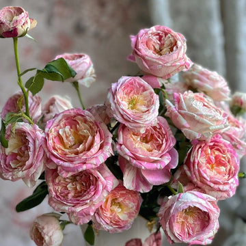 Claude Monet Rose