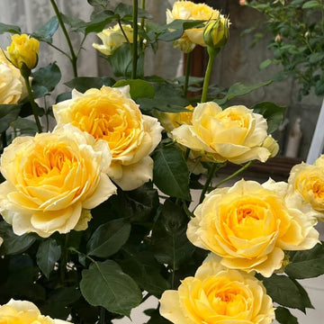 Sunny Antike Rose