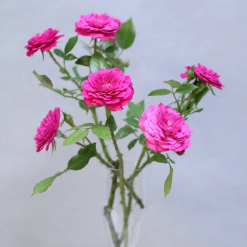 Liuhua Autumn Dance Rose