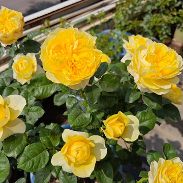 Jeanne d’Arc Rose
