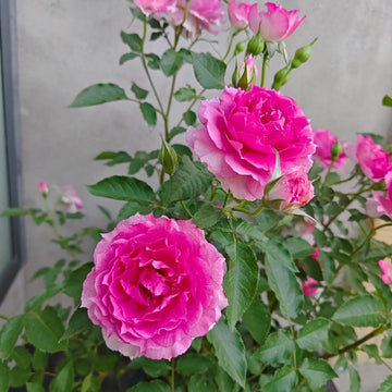 Sheherazade Rose