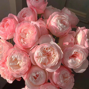 Strawberry Macaron Rose
