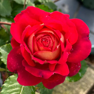 Docteurs Massad Rose