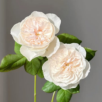 Queen of the Elves Rose