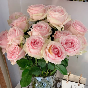 Pink Avalanche Rose