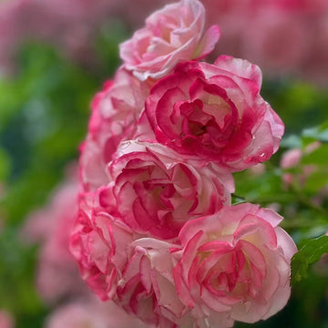 Sakuragasumi C Rose(Climbing Sakuragasumi)