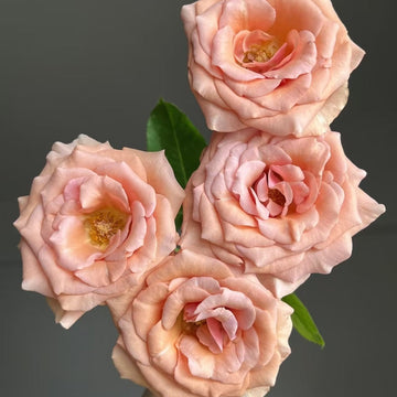 RP Moab Rose
