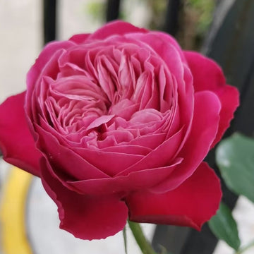 Party Trendsetter Rose