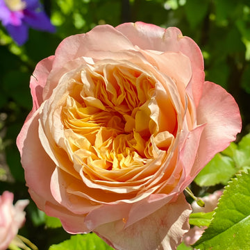 Edith rose by David Austin with soft pink petals and dark outer edges