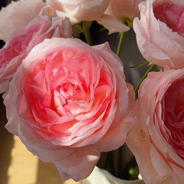 Monroe Rose