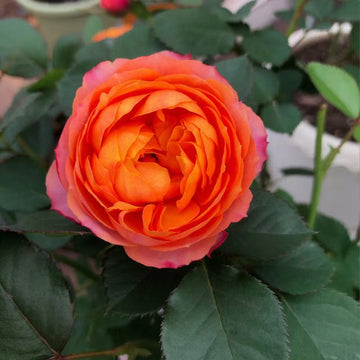Mango Romantica Rose