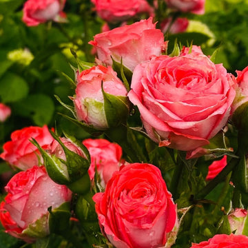 Coral Gemstone Beauty Rose