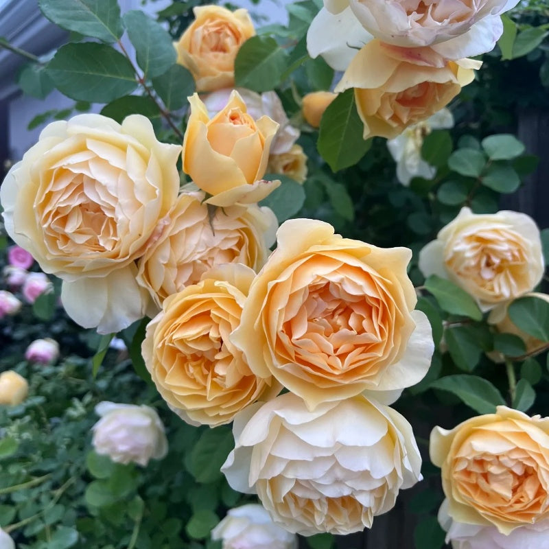 Graham Thomas Rose shrub rose flowering in a sunny border
