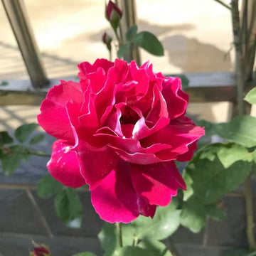 Roger Lambelin Rose