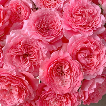 CorAll gelee Rose