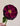 Royal Rose
