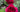 Autumn Rouge Rose