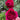 Autumn Rouge Rose