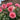All Dressed Up Rose – A Refined Beauty in the Garden
