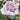 Blue Bajou Rose